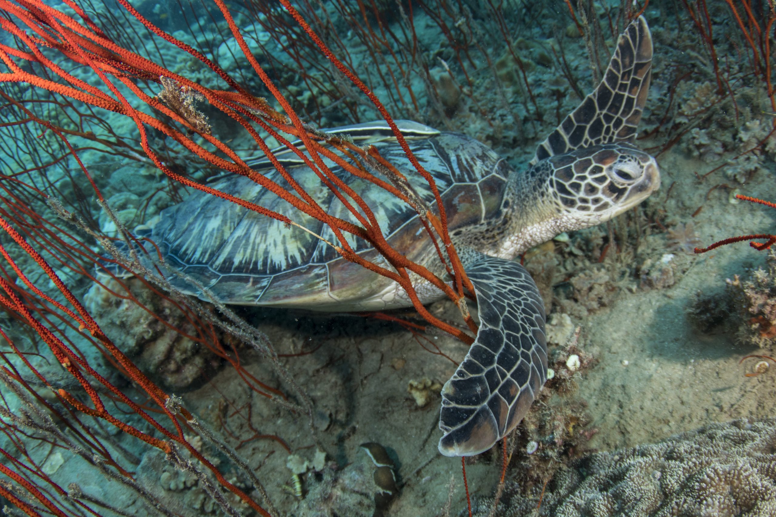 Turtle In Koh Tao – Simple Life Divers