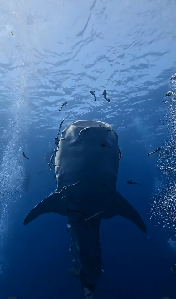 Whale Shark – Simple Life Divers Koh Tao Thailand