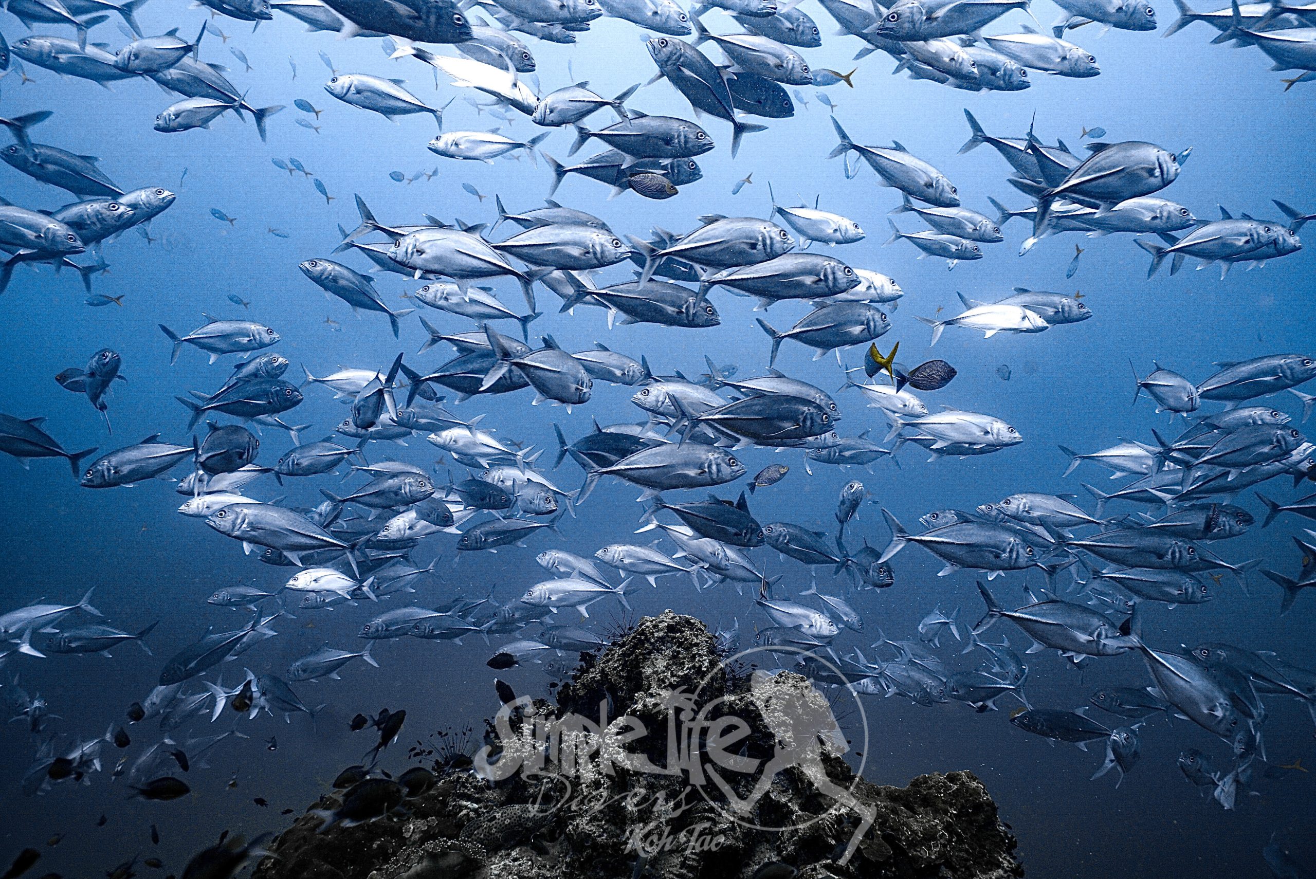 圖片_20260419203034 – Simple Life Divers Koh Tao Thailand