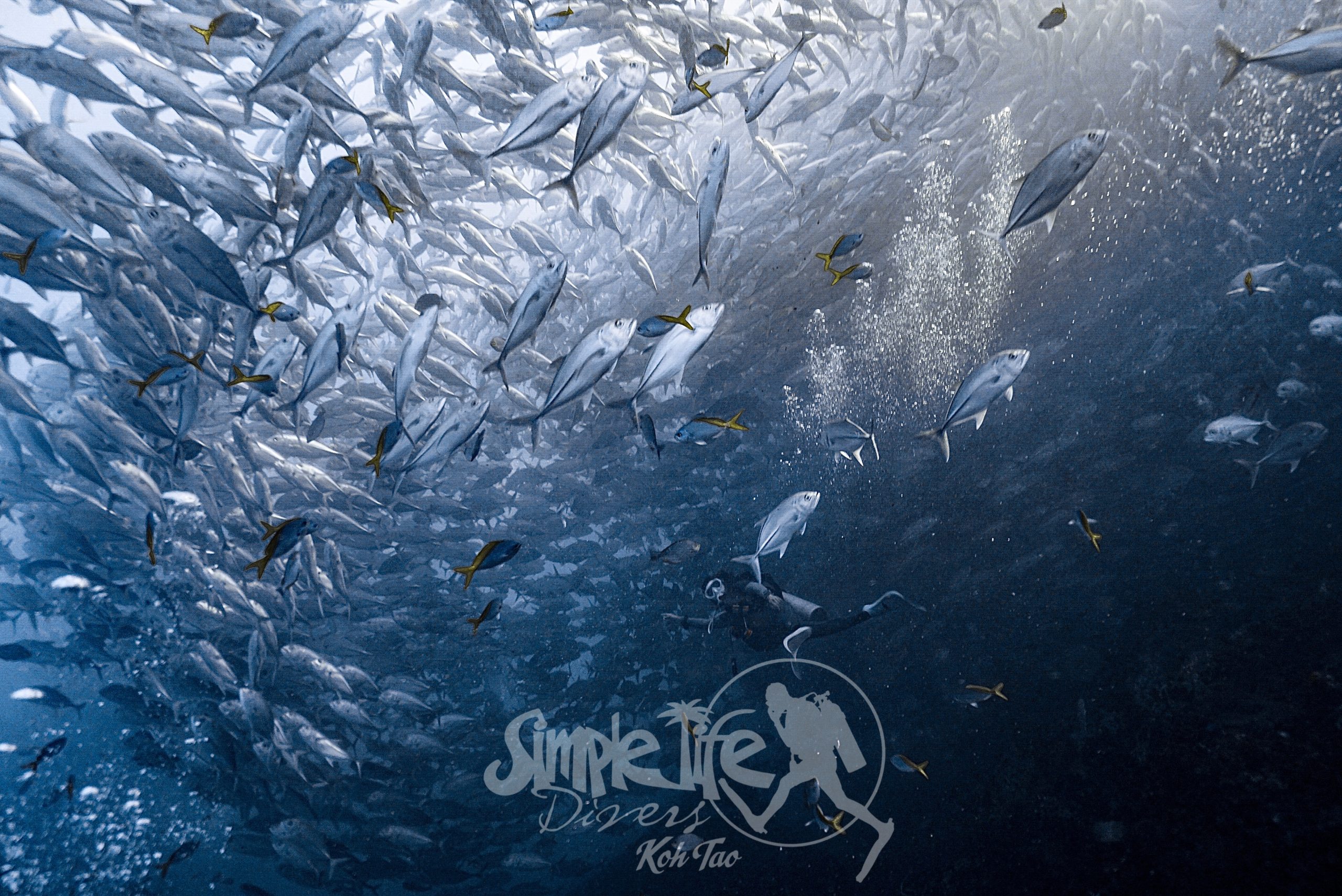 圖片_20260419203338 – Simple Life Divers Koh Tao Thailand