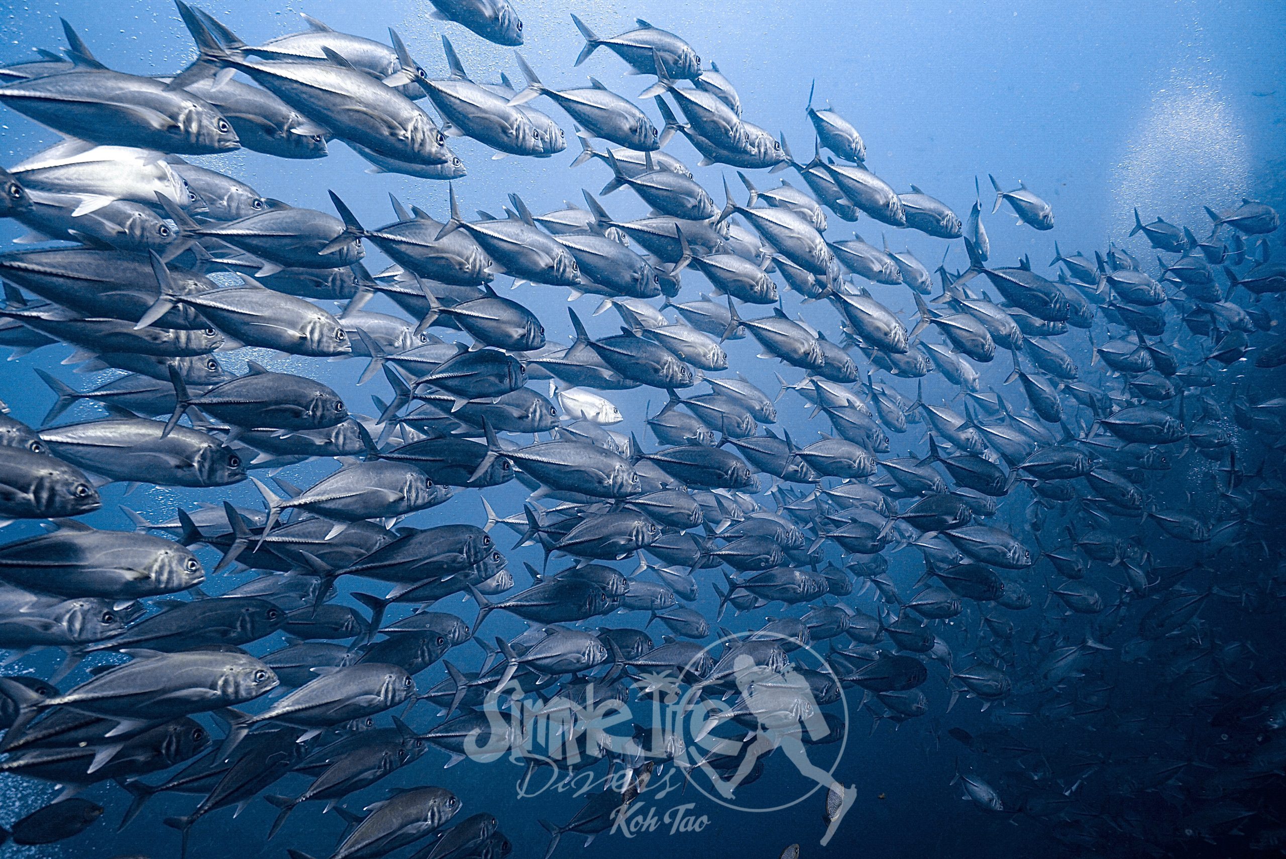 圖片_20260419203416 – Simple Life Divers Koh Tao Thailand