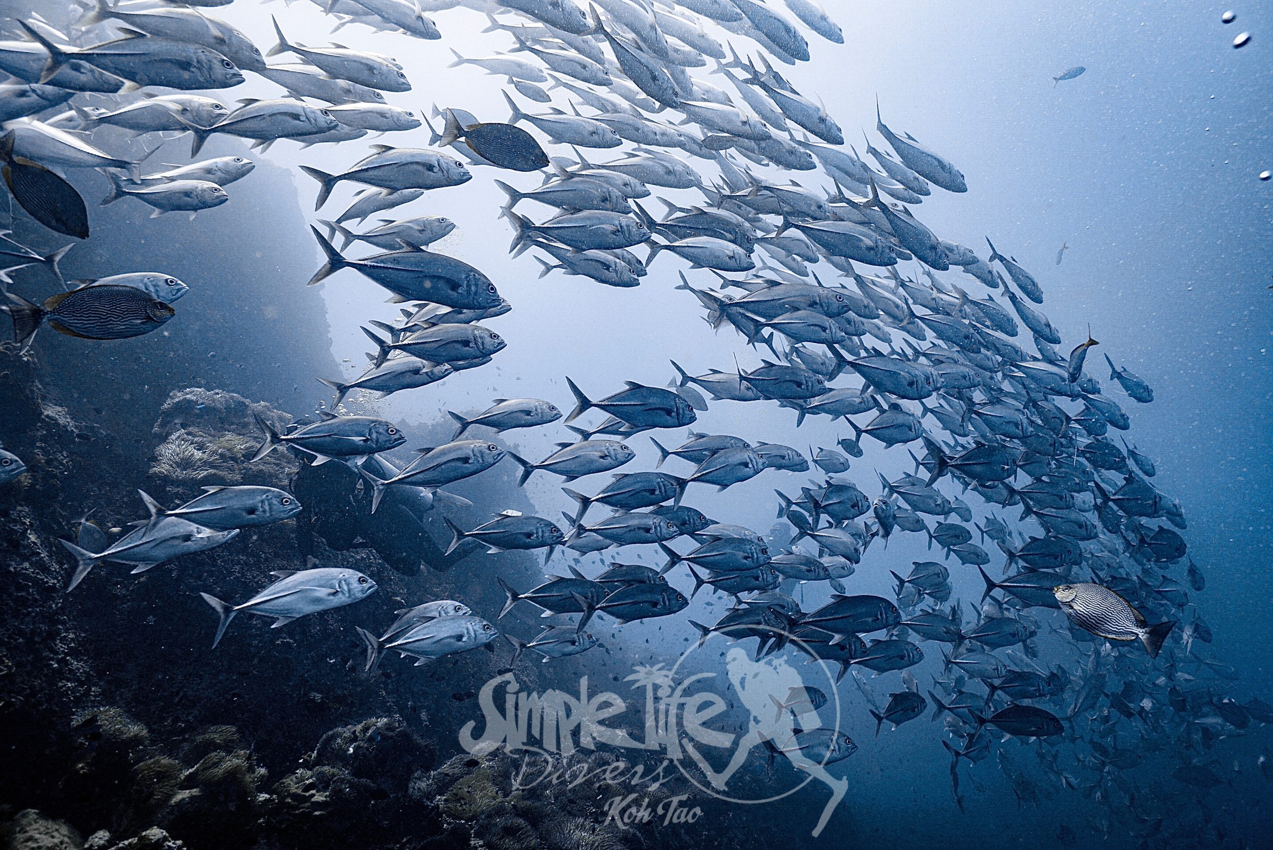 圖片_20260419203448 – Simple Life Divers Koh Tao Thailand