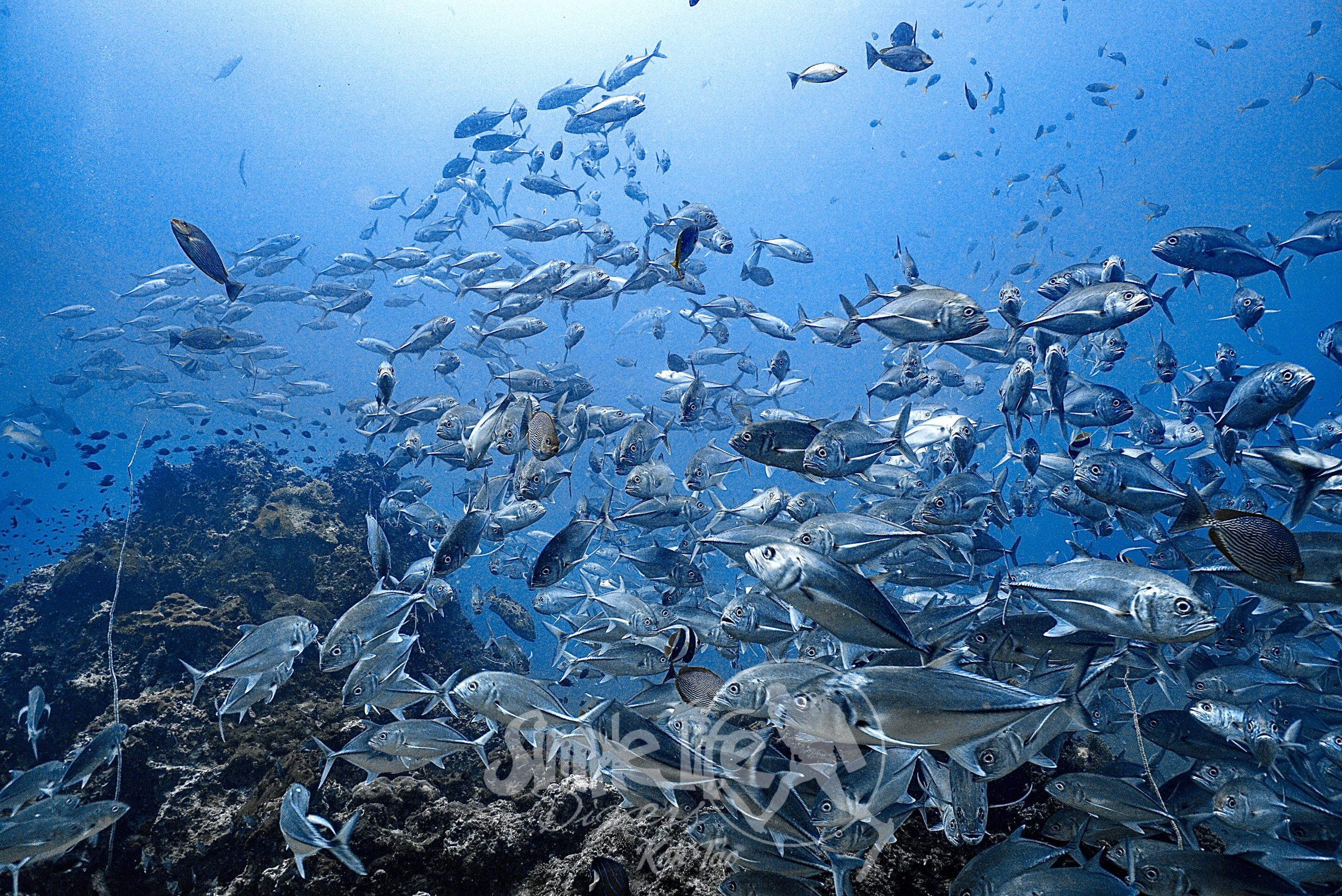圖片_20260419203538 – Simple Life Divers Koh Tao Thailand