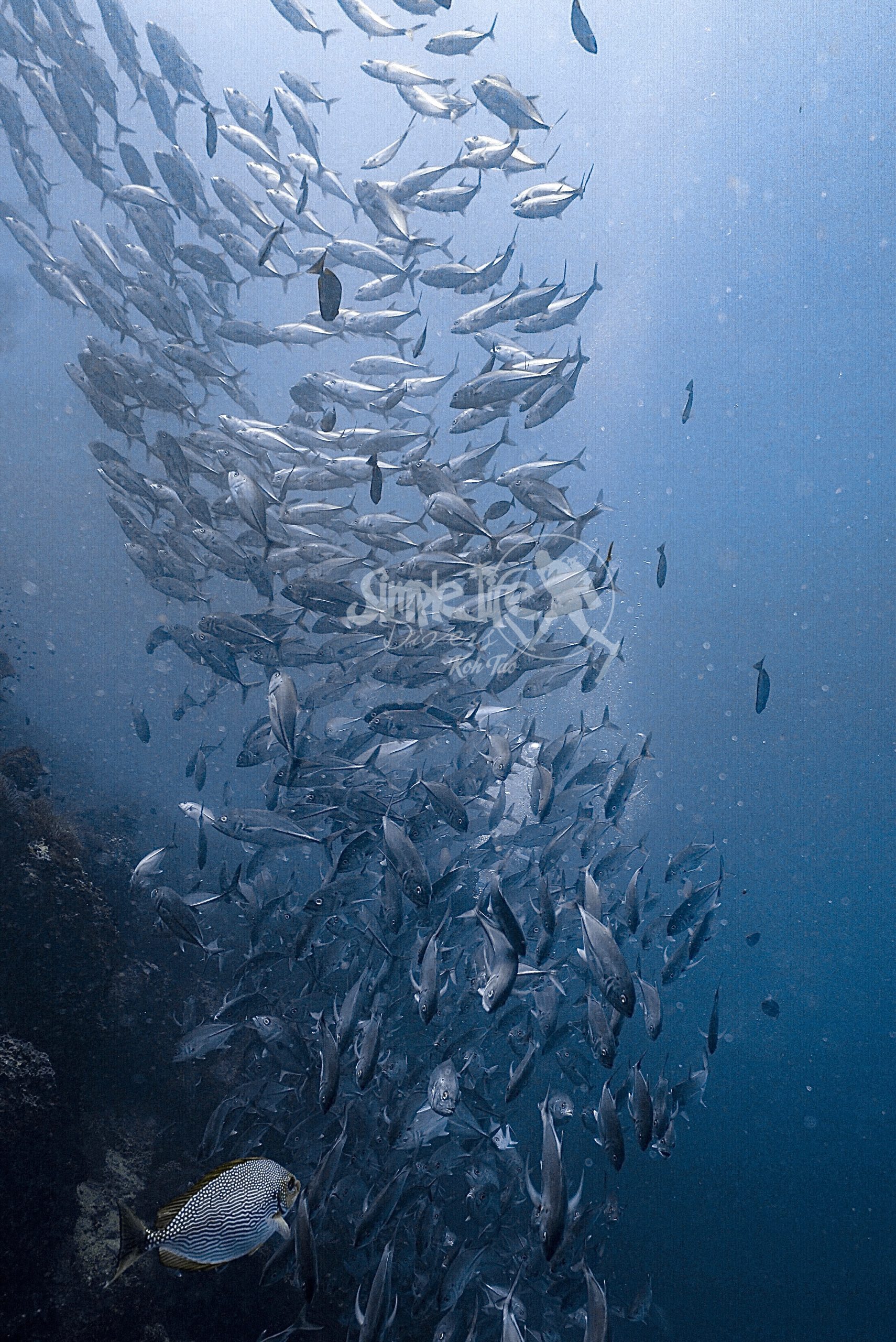 圖片_20260419203631 – Simple Life Divers Koh Tao Thailand