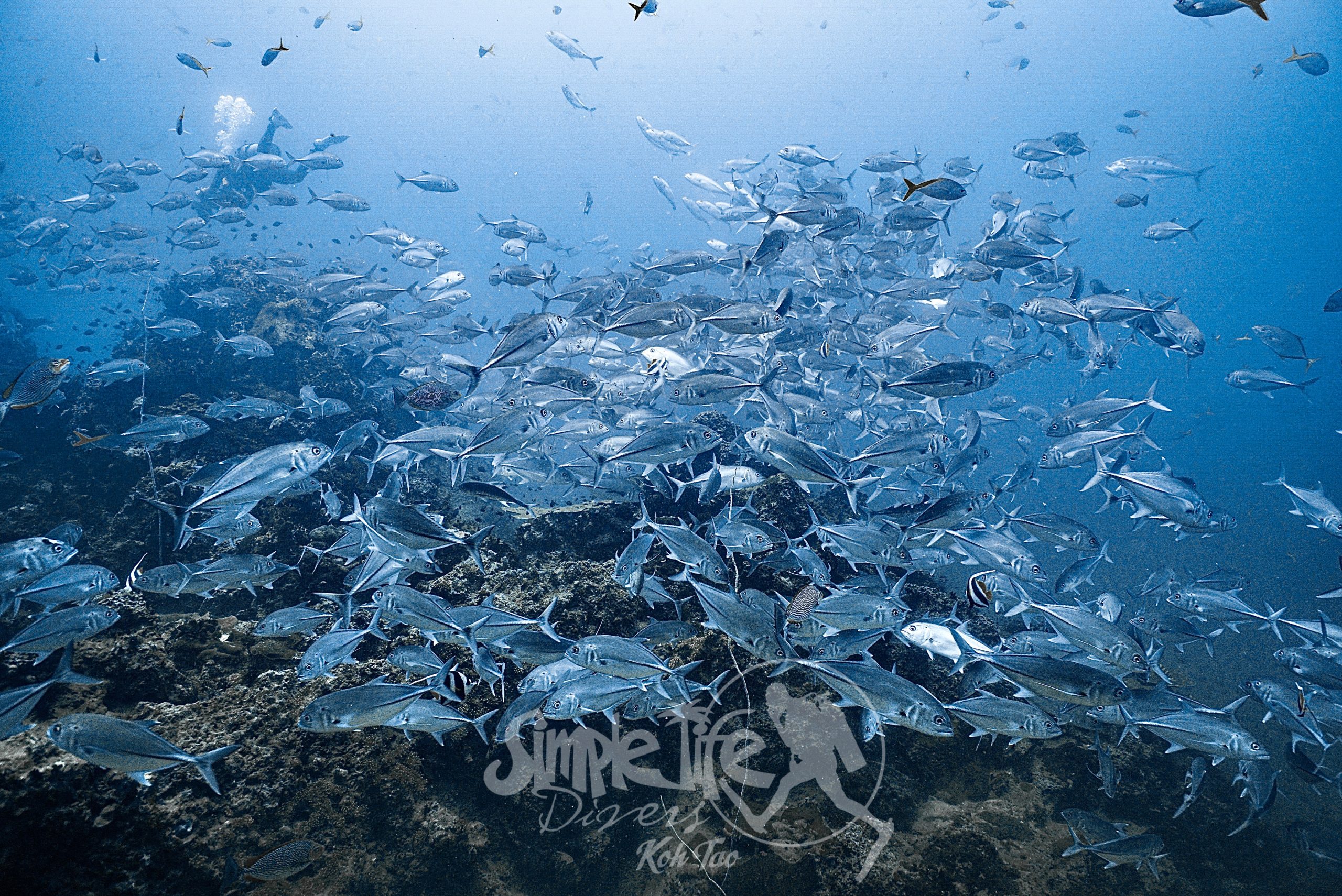 圖片_20260419204038 – Simple Life Divers Koh Tao Thailand
