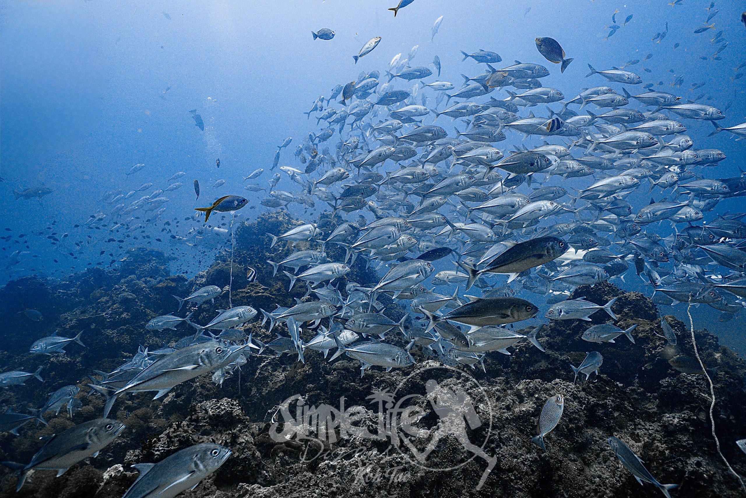 圖片_20260419204204 – Simple Life Divers Koh Tao Thailand