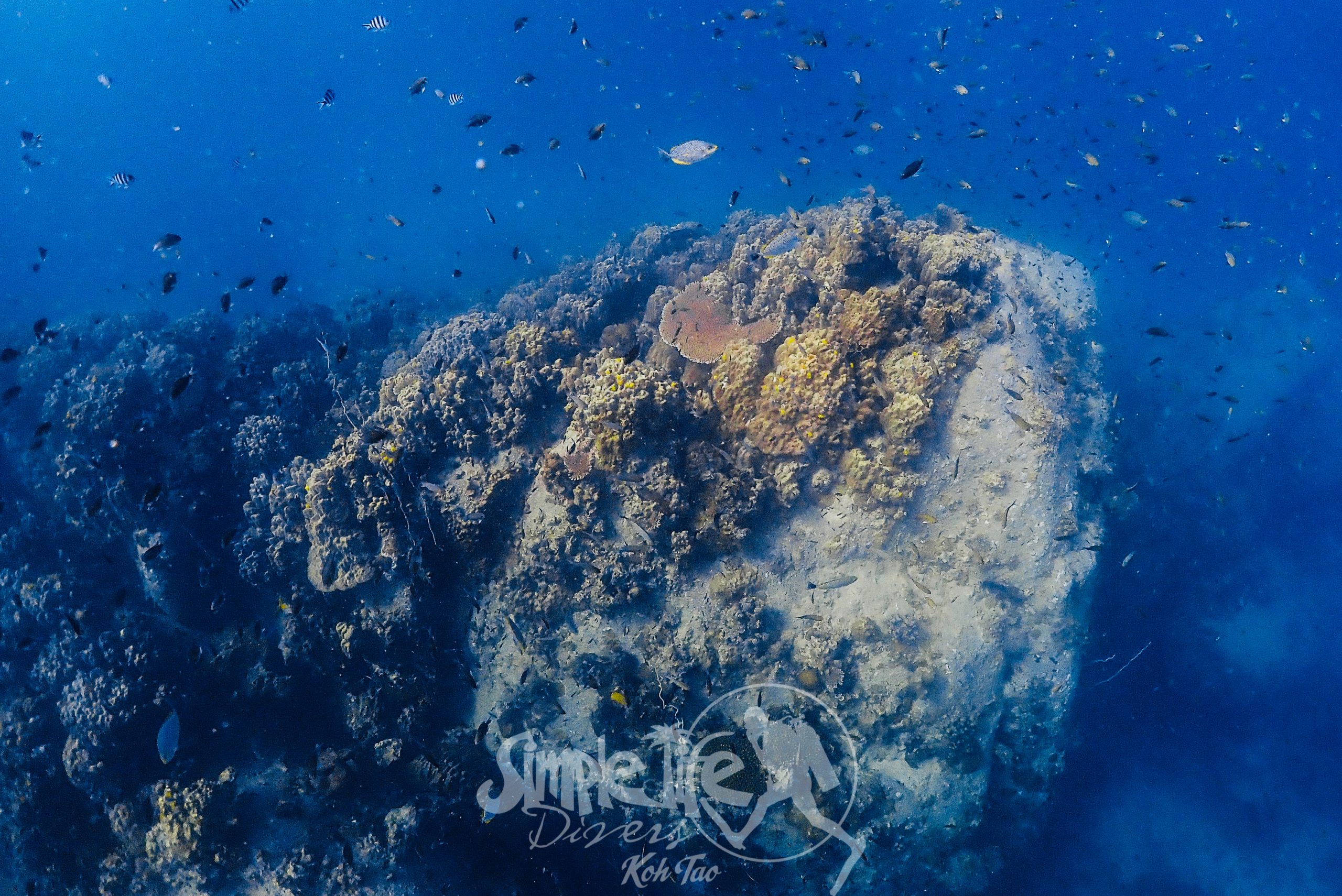 OLYMPUS DIGITAL CAMERA – Simple Life Divers Koh Tao Thailand