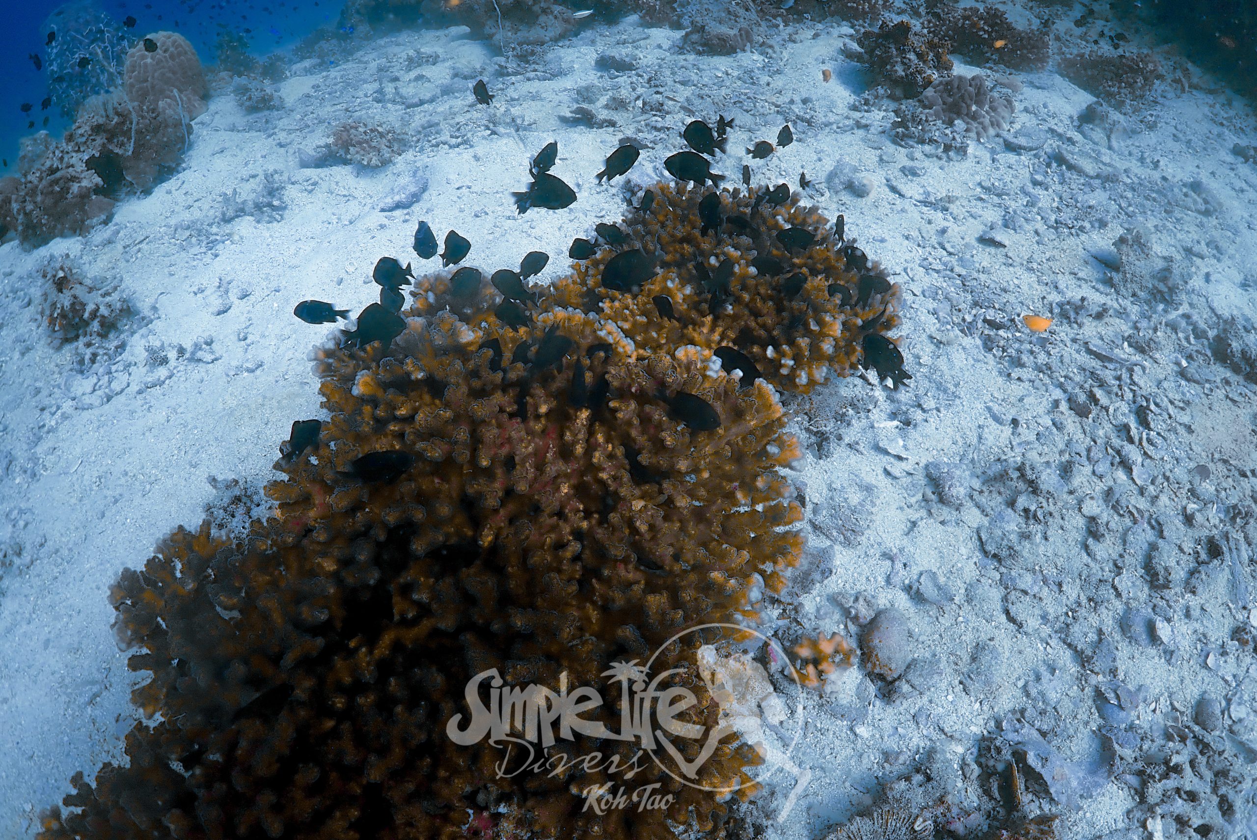 OLYMPUS DIGITAL CAMERA – Simple Life Divers Koh Tao Thailand