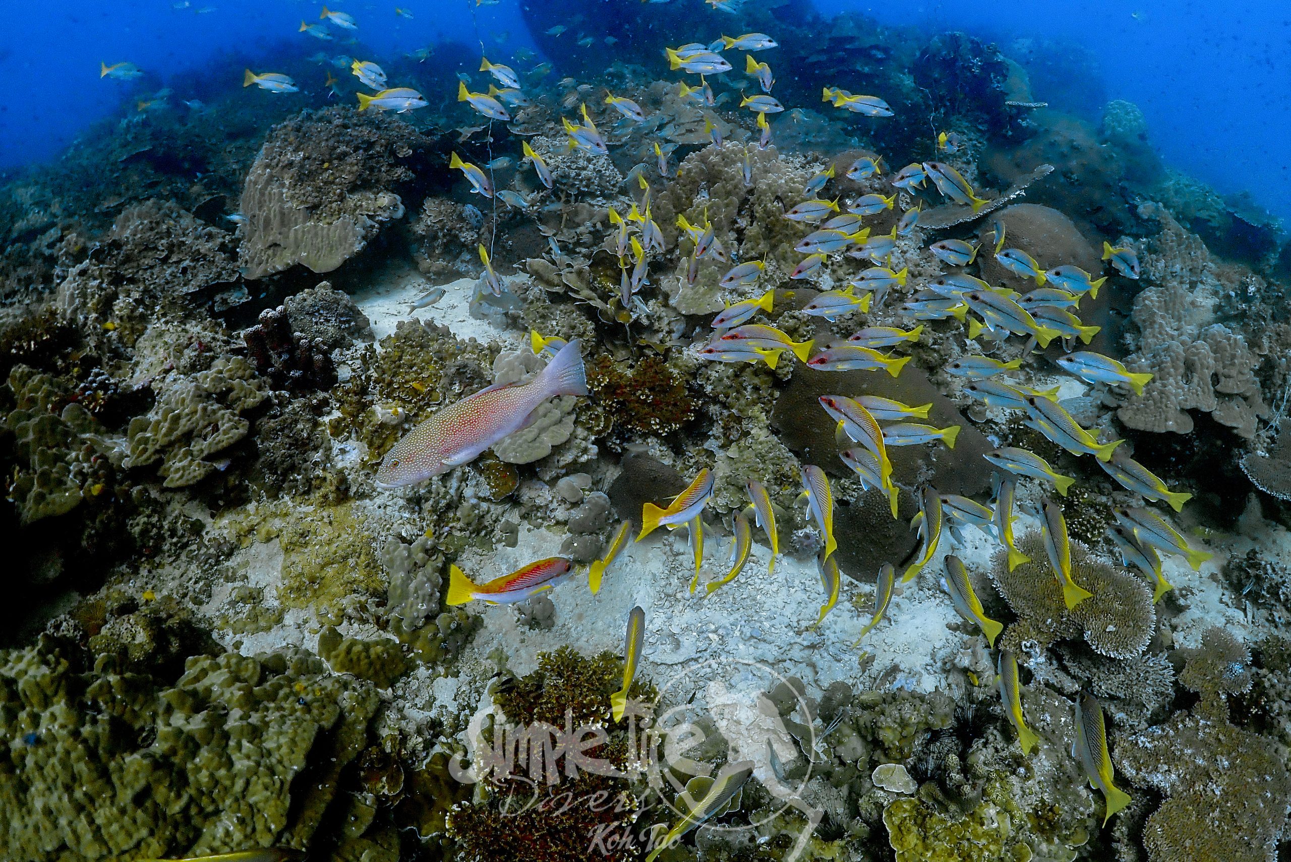 OLYMPUS DIGITAL CAMERA – Simple Life Divers Koh Tao Thailand