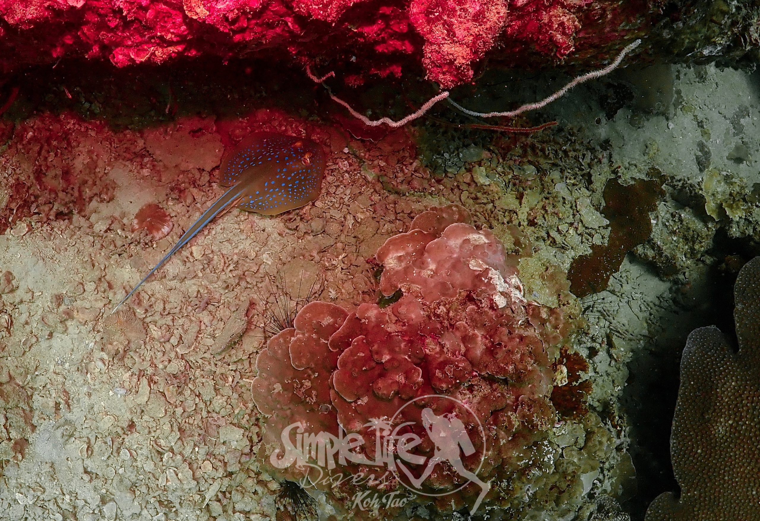 OLYMPUS DIGITAL CAMERA – Simple Life Divers Koh Tao Thailand