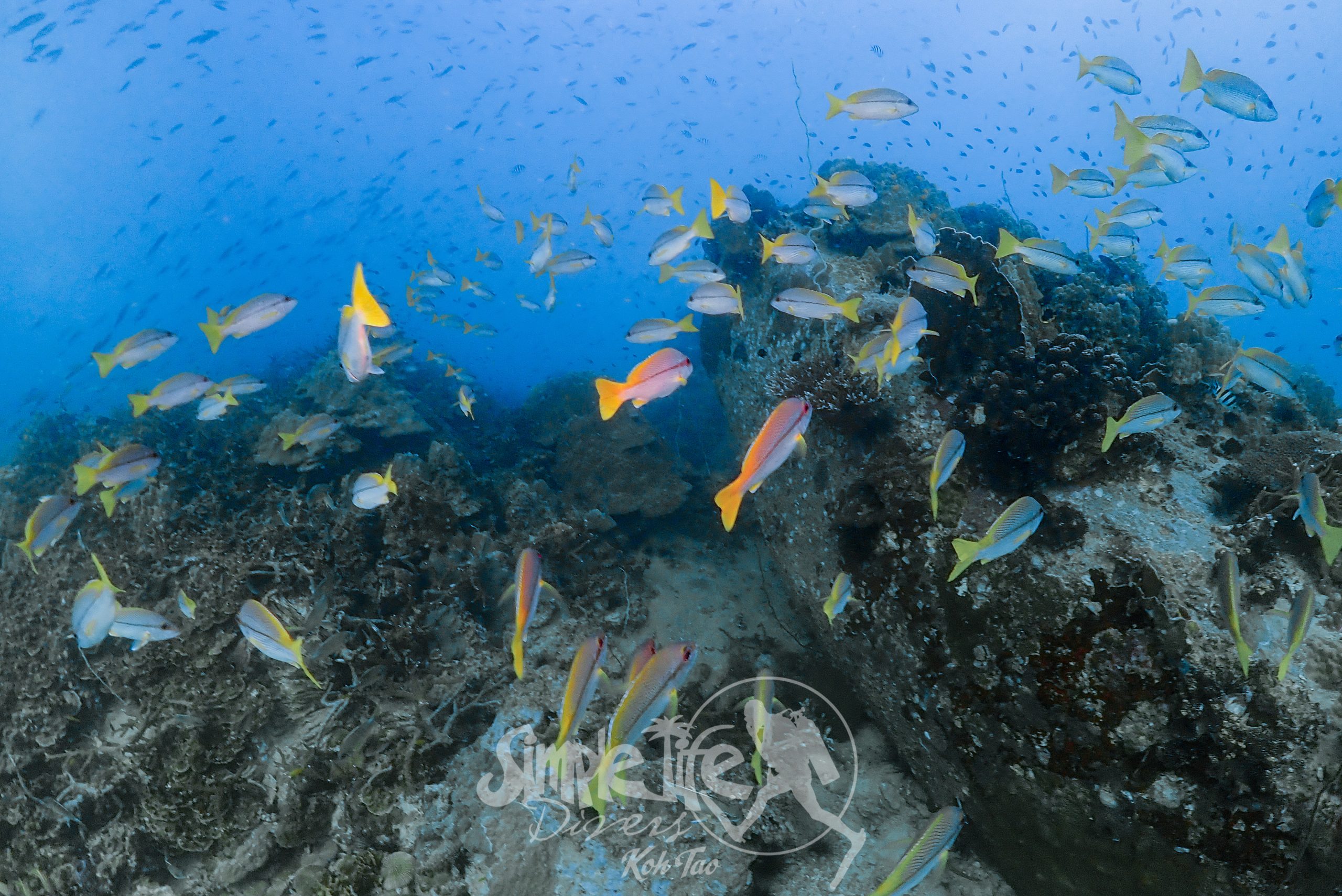 OLYMPUS DIGITAL CAMERA – Simple Life Divers Koh Tao Thailand