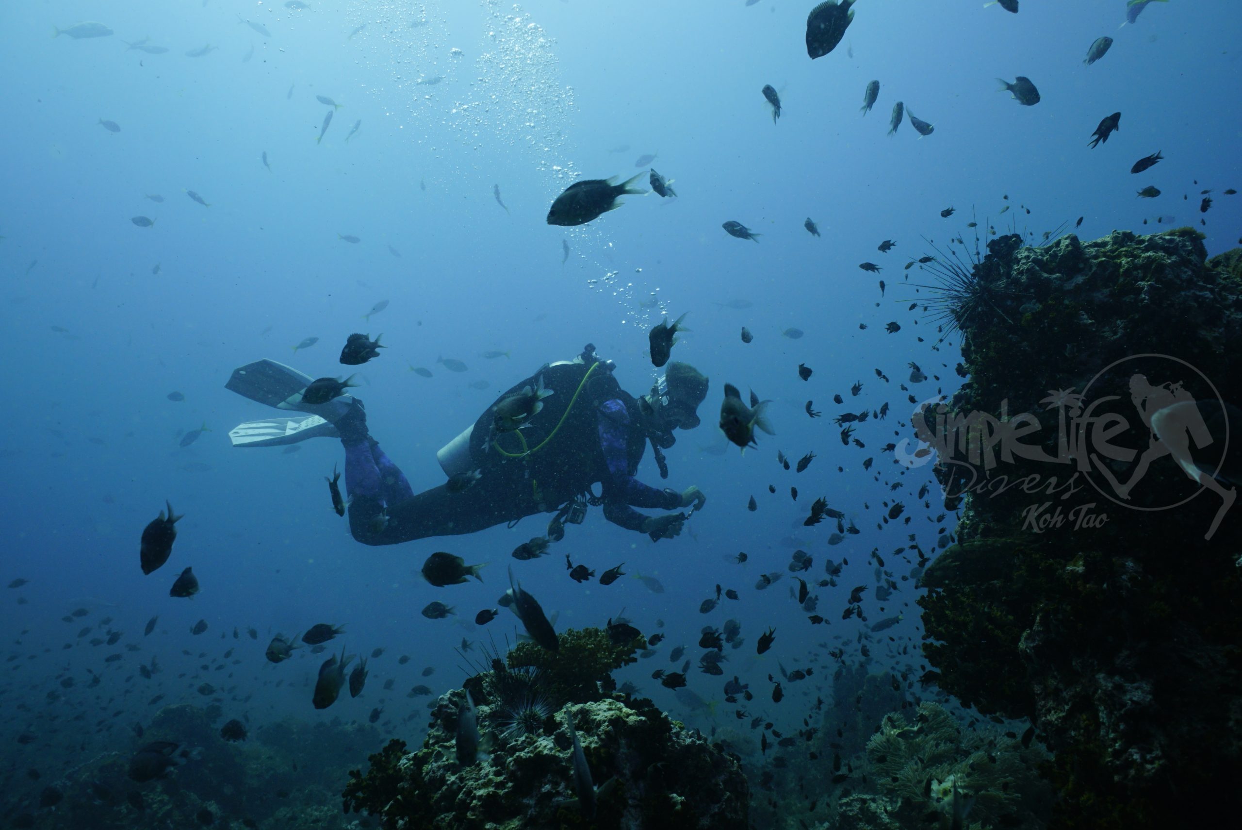 圖片_20260420151239 – Simple Life Divers Koh Tao Thailand