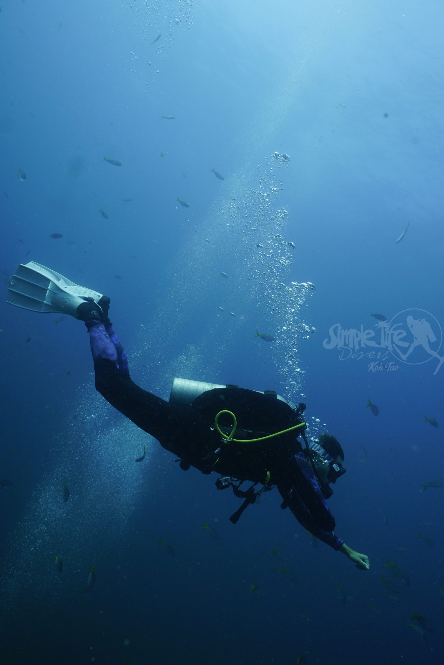 圖片_20260420151324 – Simple Life Divers Koh Tao Thailand