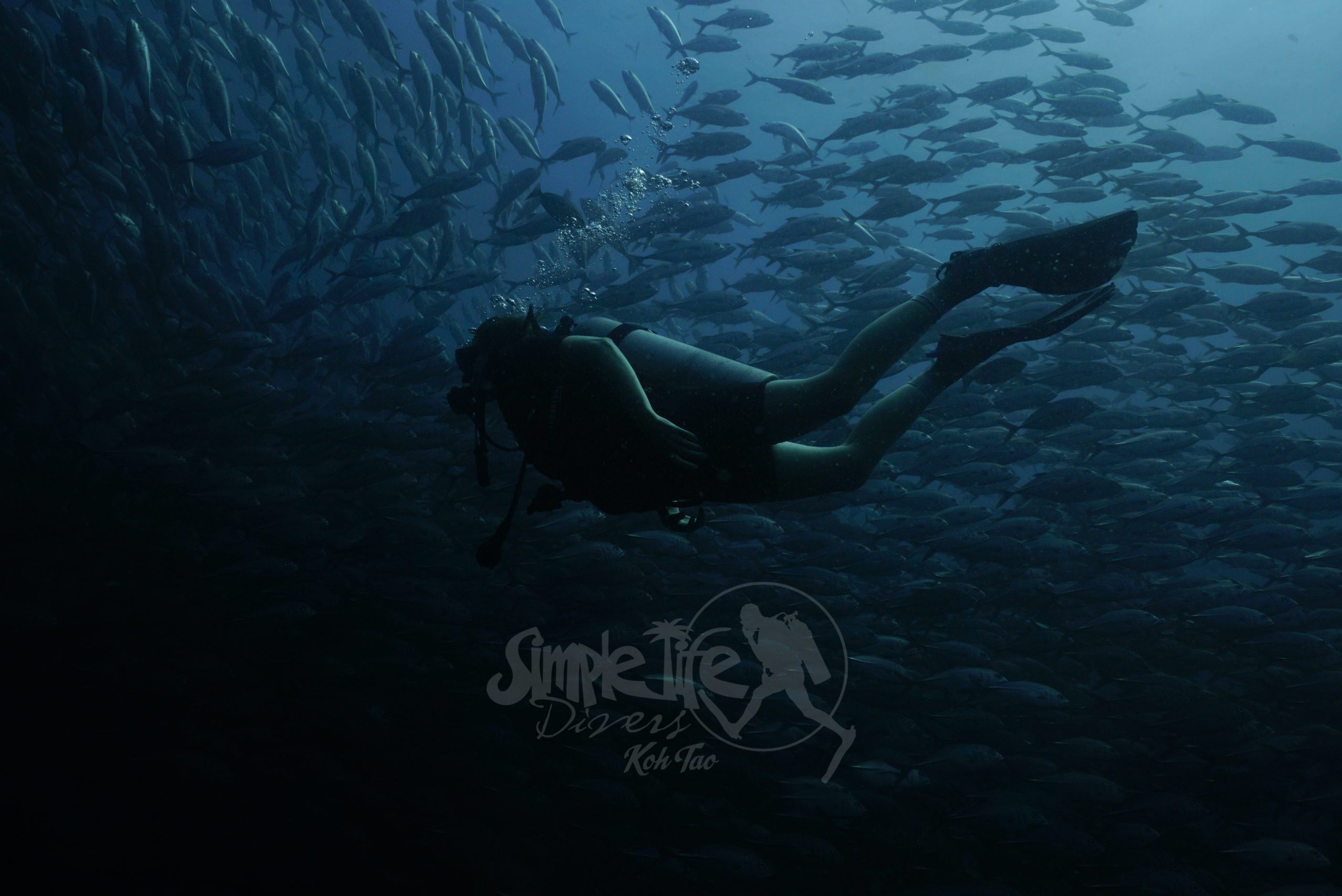 圖片_20260420151341 – Simple Life Divers Koh Tao Thailand