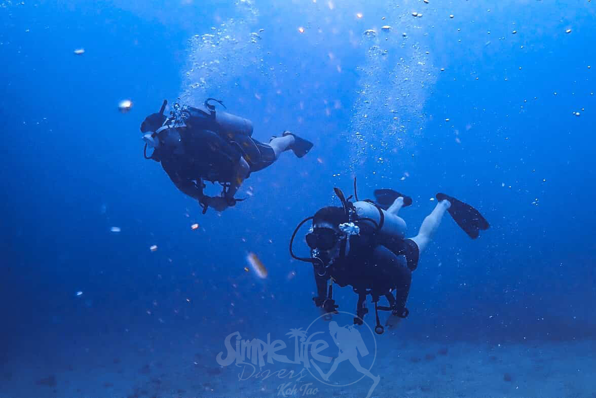 圖片_20260420151532 – Simple Life Divers Koh Tao Thailand