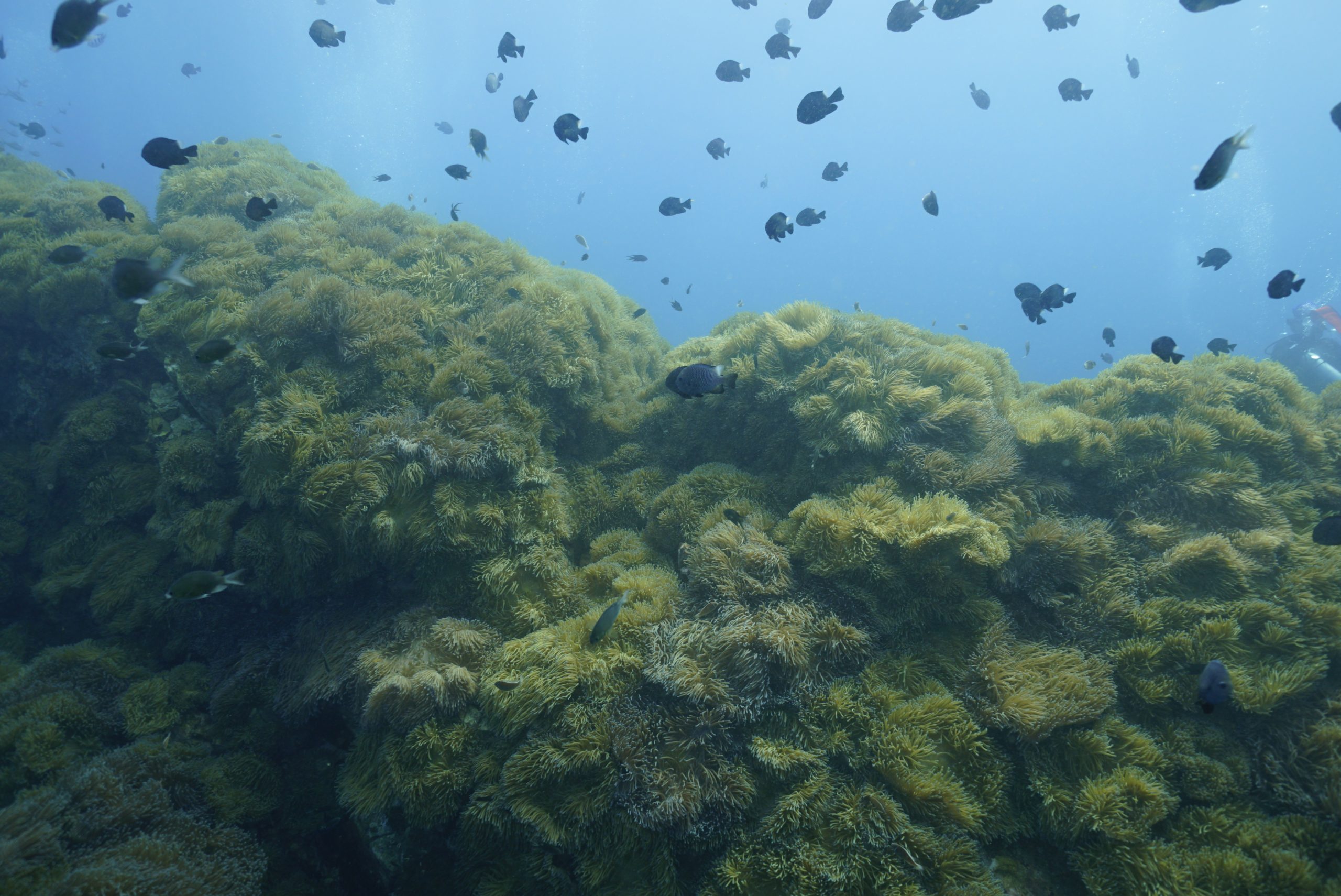 圖片_20260422223915 – Simple Life Divers Koh Tao Thailand