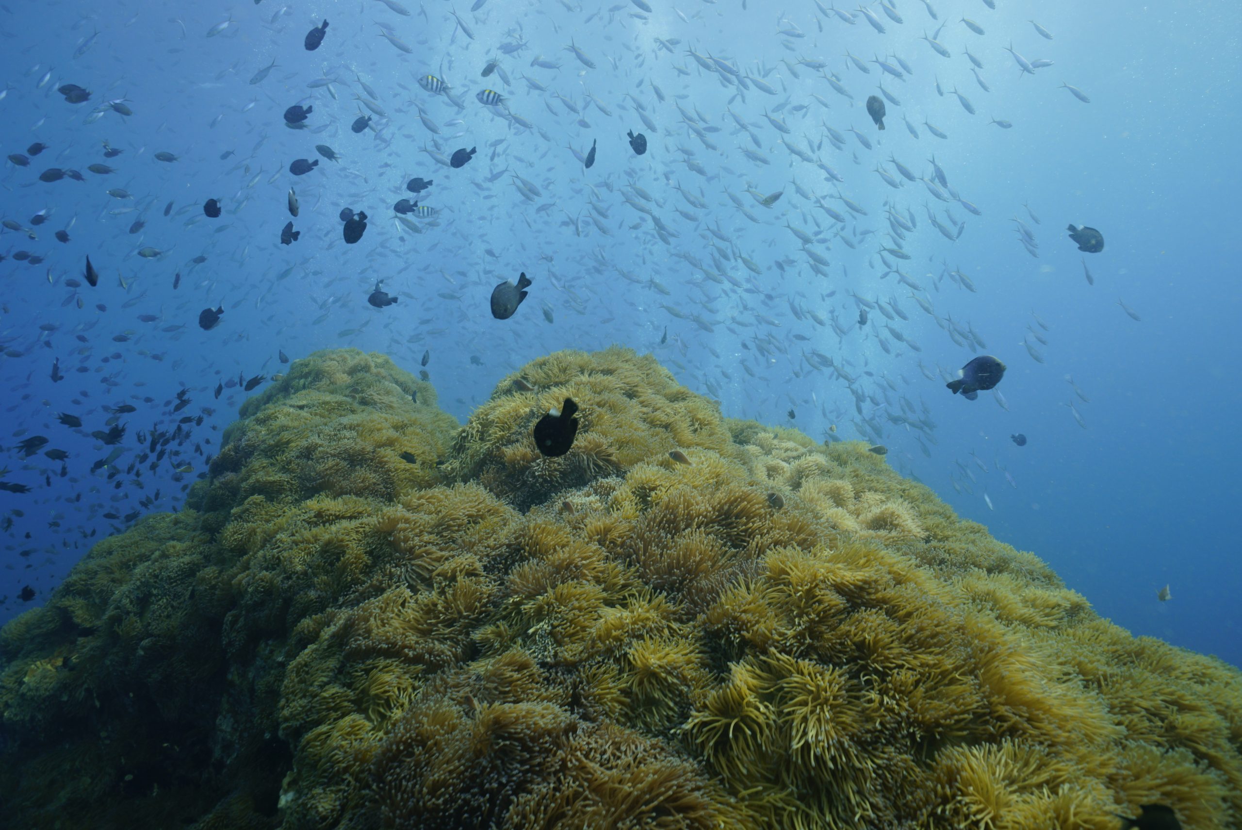 圖片_20260422223921 – Simple Life Divers Koh Tao Thailand