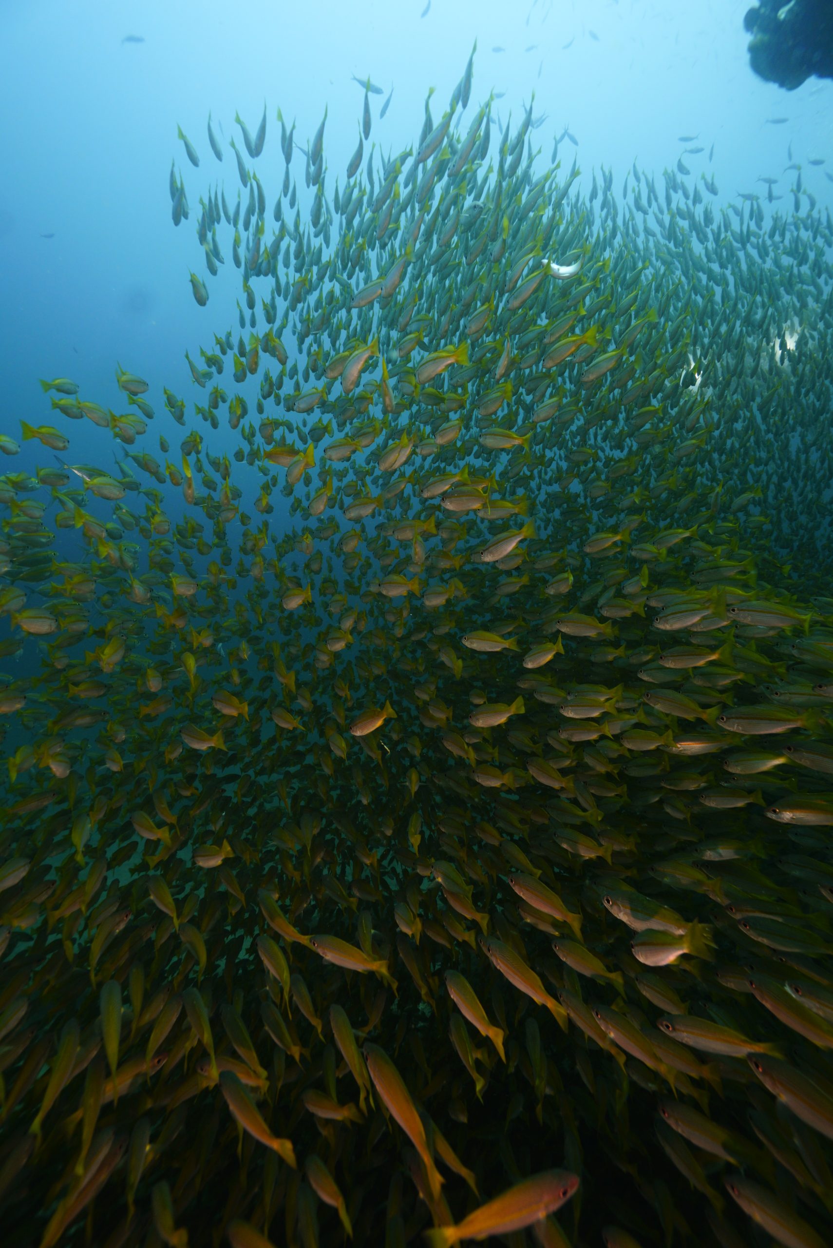 圖片_20260422225453 – Simple Life Divers Koh Tao Thailand