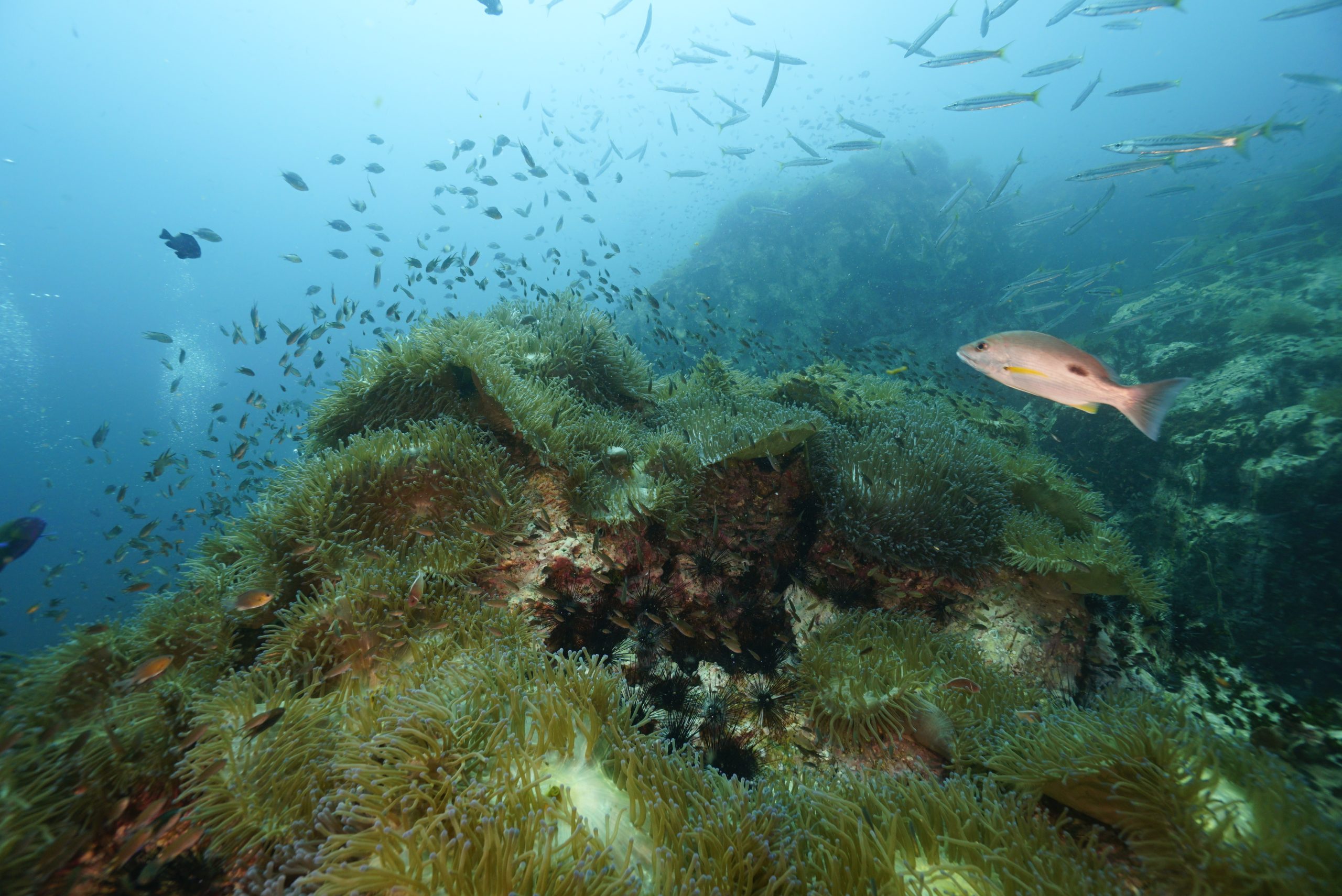 圖片_20260422225515 – Simple Life Divers Koh Tao Thailand