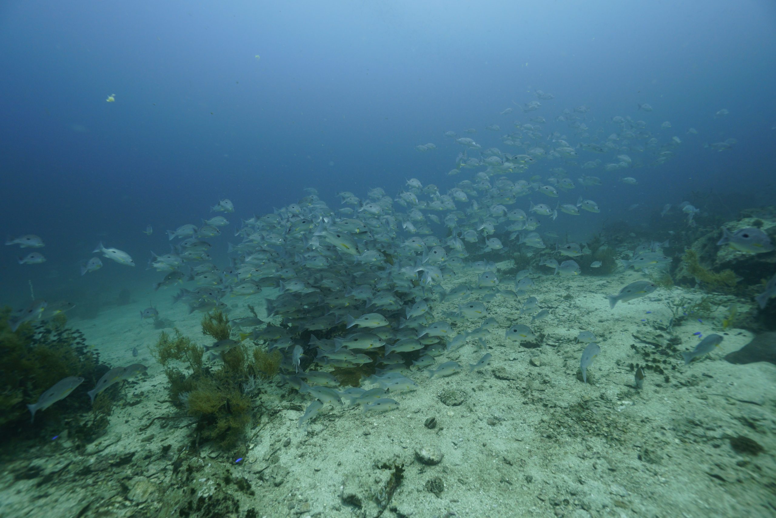 圖片_20260422225520 – Simple Life Divers Koh Tao Thailand