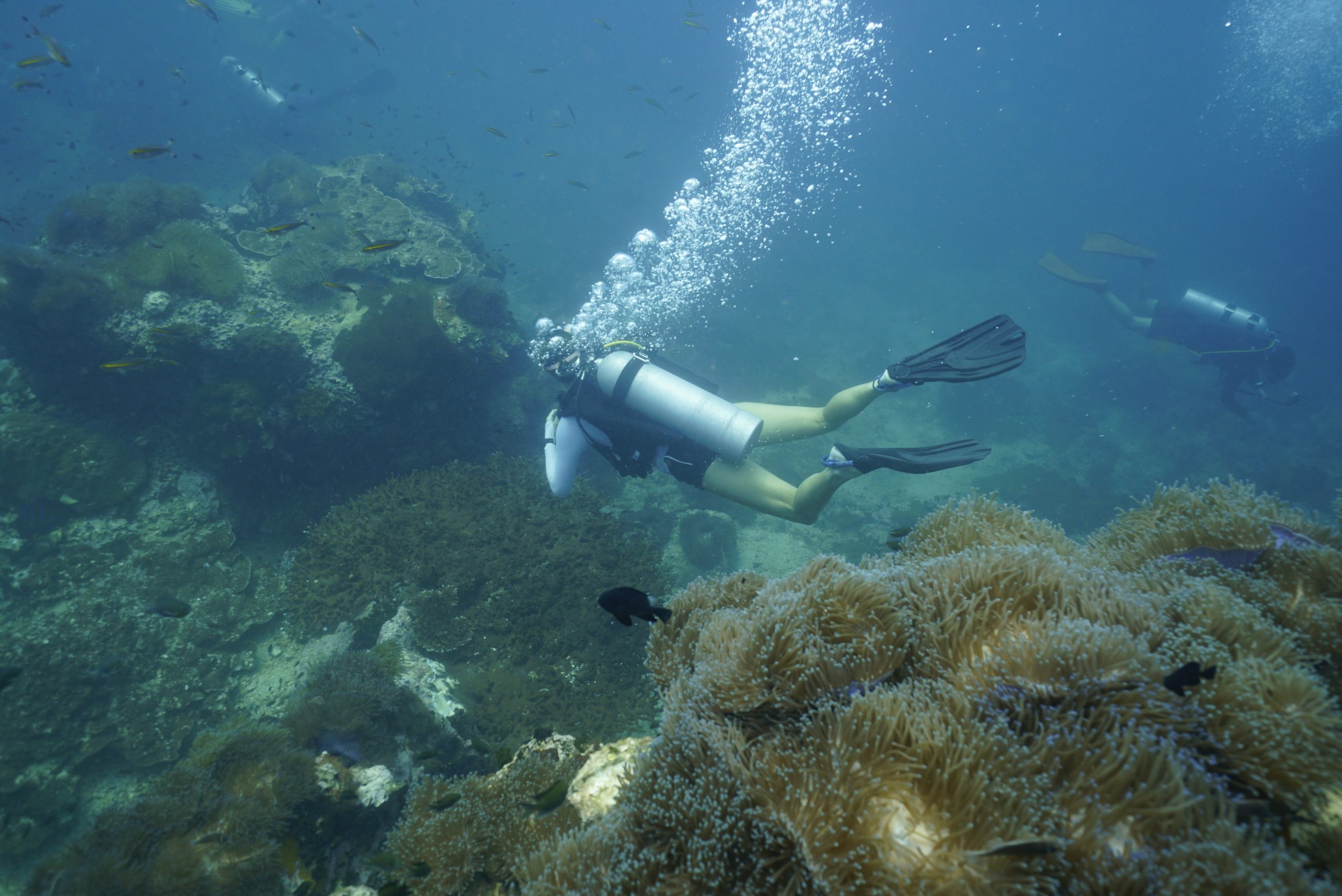 圖片_20260422225530 – Simple Life Divers Koh Tao Thailand