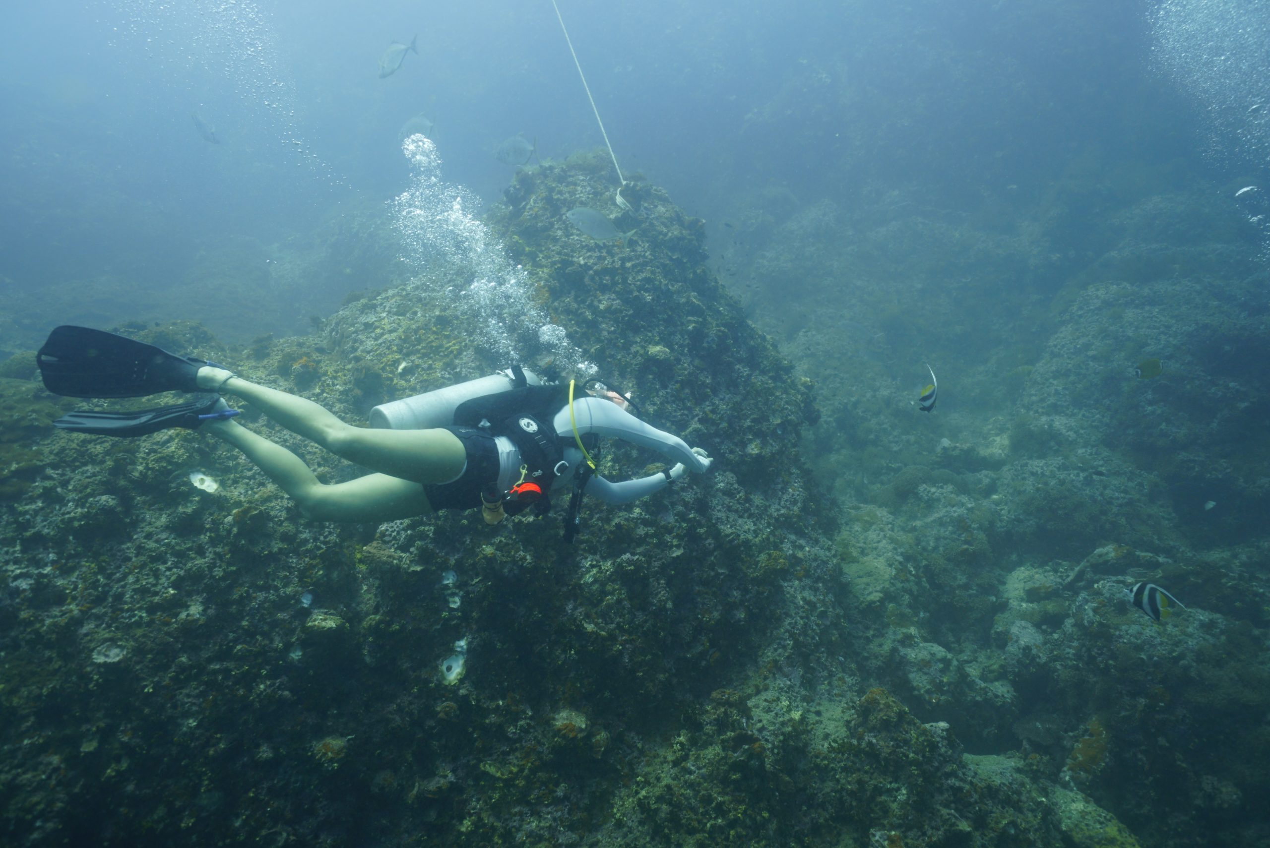 圖片_20260422225604 – Simple Life Divers Koh Tao Thailand