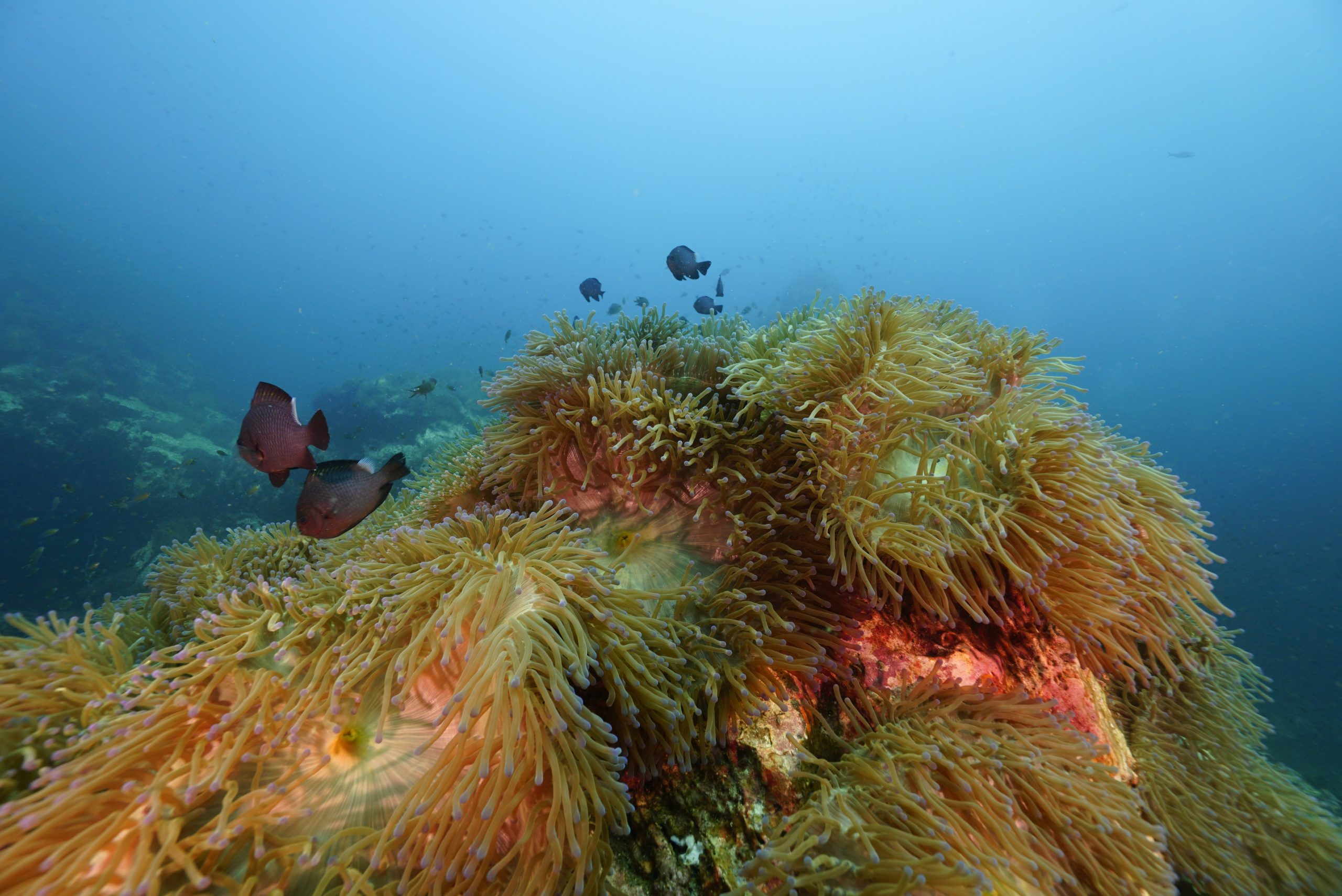 圖片_20260422225753 – Simple Life Divers Koh Tao Thailand