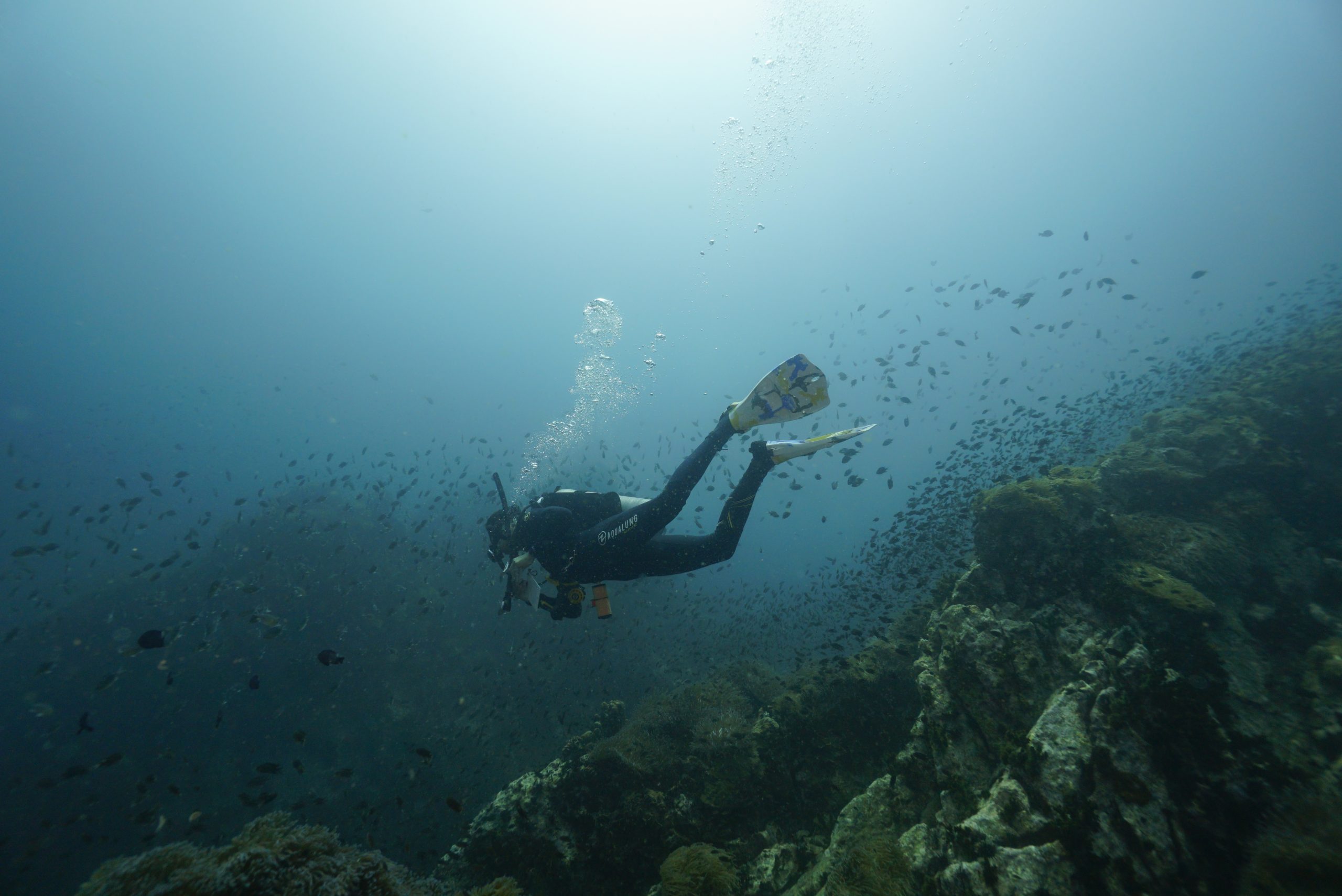 圖片_20260422225818 – Simple Life Divers Koh Tao Thailand
