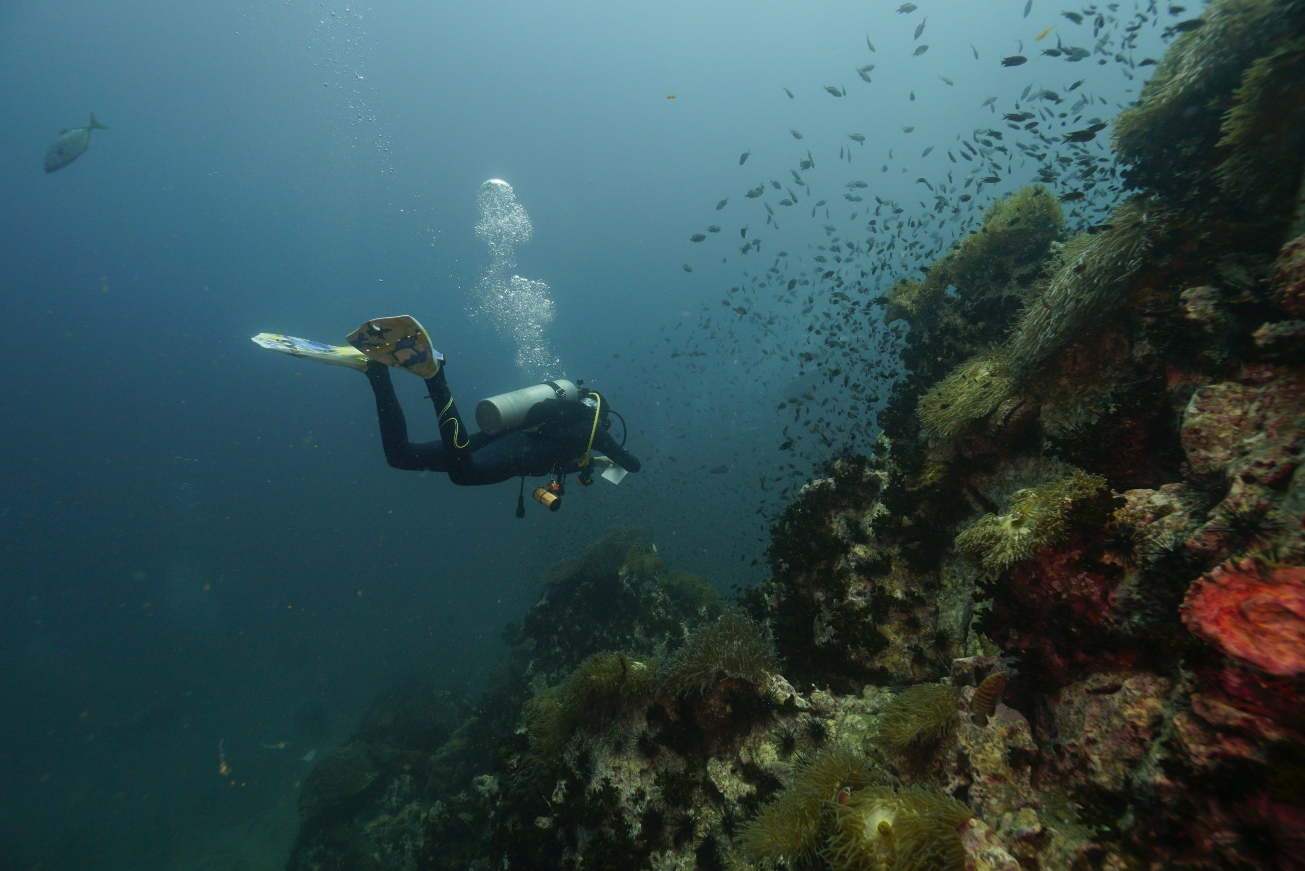 圖片_20260422225829 – Simple Life Divers Koh Tao Thailand