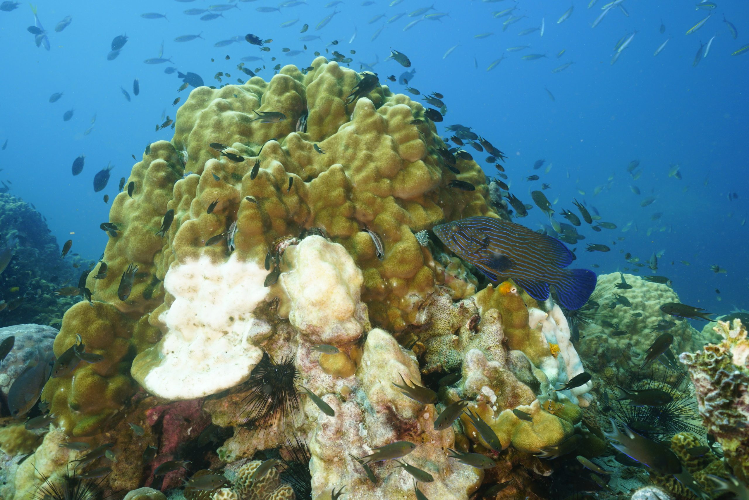 圖片_20260422225905 – Simple Life Divers Koh Tao Thailand