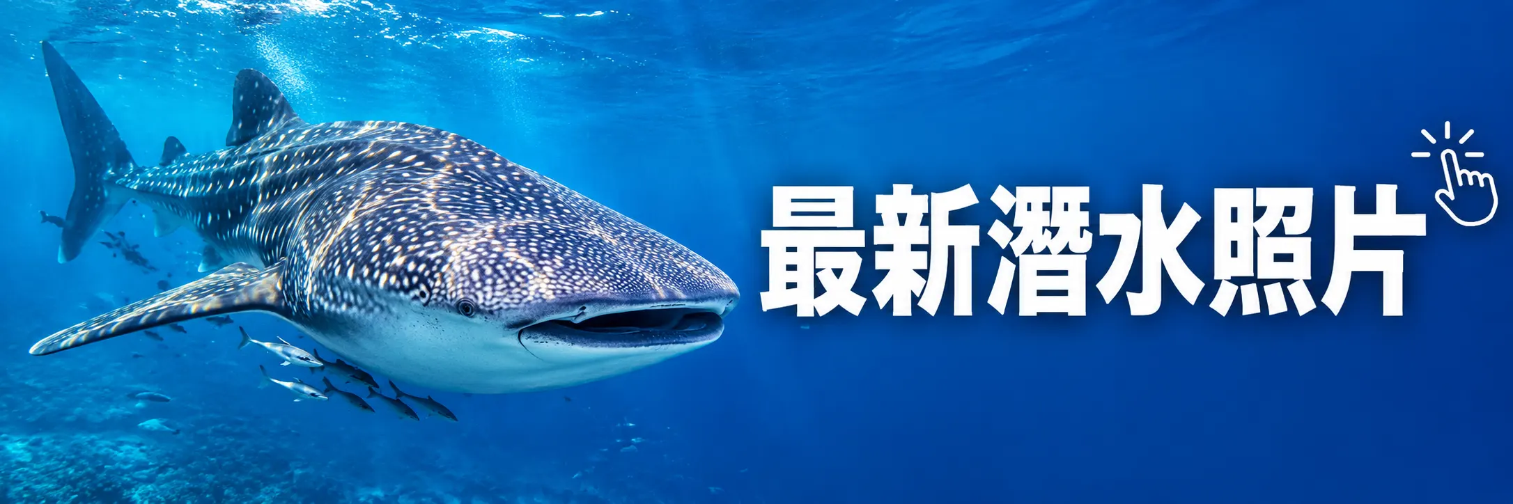 泰國鯨鯊水肺潛水照片